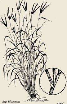 image of big bluestem